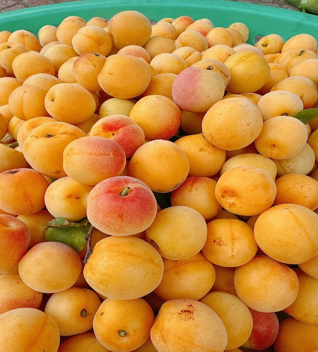 Mùa mơ má đào: Bí quyết ngâm mơ ngon, không nổi váng, giải nhiệt cả mùa hè - Ảnh 3. Mùa mơ má đào: Bí quyết ngâm mơ ngon, không nổi váng, giải nhiệt cả mùa hè - Ảnh 3.