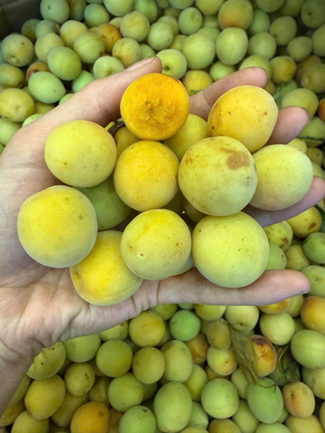 Mùa mơ má đào: Bí quyết ngâm mơ ngon, không nổi váng, giải nhiệt cả mùa hè - Ảnh 2. Mùa mơ má đào: Bí quyết ngâm mơ ngon, không nổi váng, giải nhiệt cả mùa hè - Ảnh 2.