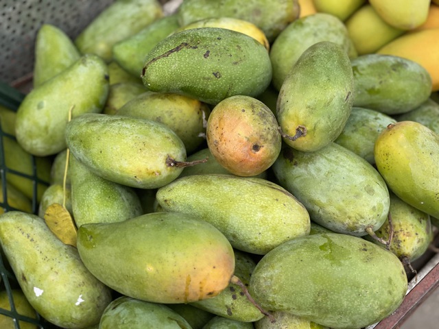 Tiểu thương bật m&iacute; c&aacute;ch chọn loại xo&agrave;i đang &lsquo;l&agrave;m mưa l&agrave;m gi&oacute;&rsquo; thị trường Việt, chuẩn vừa gi&ograve;n vừa ngọt, quả n&agrave;o cũng d&agrave;y thịt, hạt mỏng d&iacute;nh - Ảnh 7.