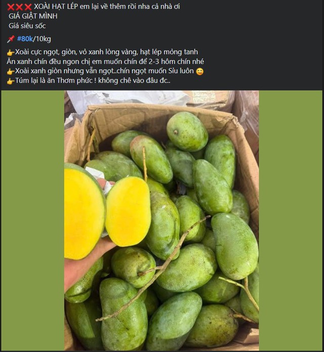 Tiểu thương bật m&iacute; c&aacute;ch chọn loại xo&agrave;i đang &lsquo;l&agrave;m mưa l&agrave;m gi&oacute;&rsquo; thị trường Việt, chuẩn vừa gi&ograve;n vừa ngọt, quả n&agrave;o cũng d&agrave;y thịt, hạt mỏng d&iacute;nh - Ảnh 4.