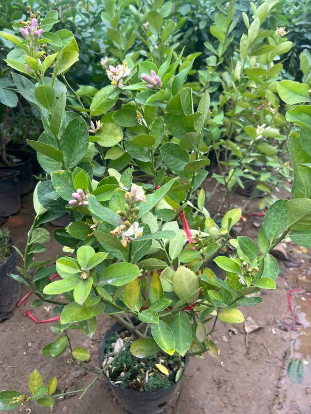 B&iacute; quyết trồng chanh trong chậu sai quả , phong thủy t&agrave;i lộc quanh năm - Ảnh 2.