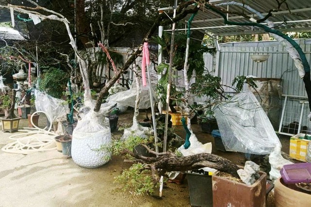 Cơn sốt c&acirc;y muội hồng tại Thanh H&oacute;a v&agrave; những nguy hiểm tiềm ẩn - Ảnh 2.