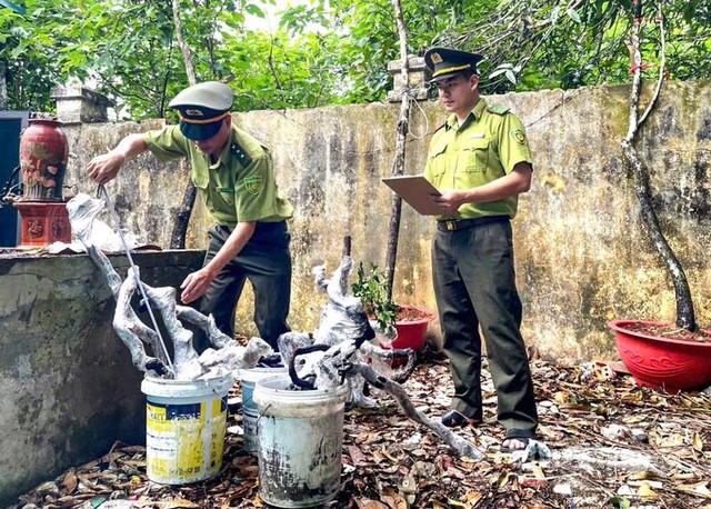 Cơn sốt c&acirc;y muội hồng tại Thanh H&oacute;a v&agrave; những nguy hiểm tiềm ẩn - Ảnh 3.
