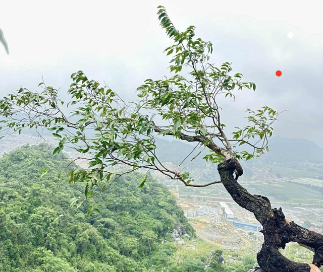 Cơn sốt c&acirc;y muội hồng tại Thanh H&oacute;a v&agrave; những nguy hiểm tiềm ẩn - Ảnh 1.