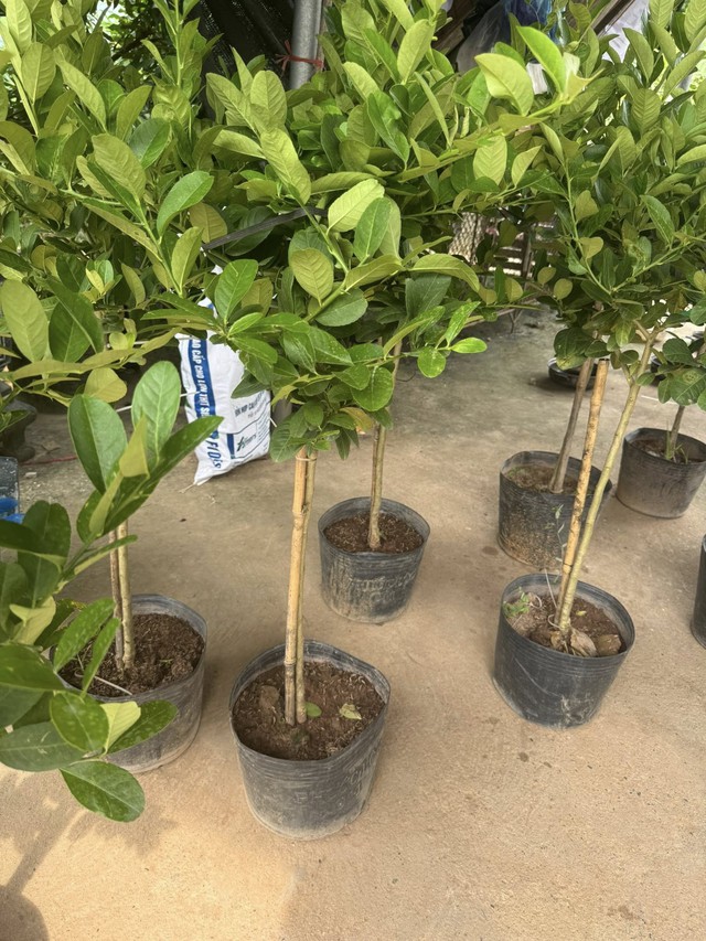 B&iacute; quyết trồng chanh trong chậu sai quả , phong thủy t&agrave;i lộc quanh năm - Ảnh 3.