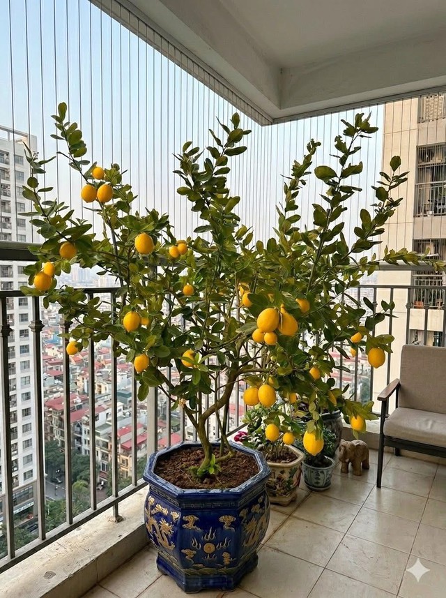 B&iacute; quyết trồng chanh trong chậu sai quả , phong thủy t&agrave;i lộc quanh năm - Ảnh 4.