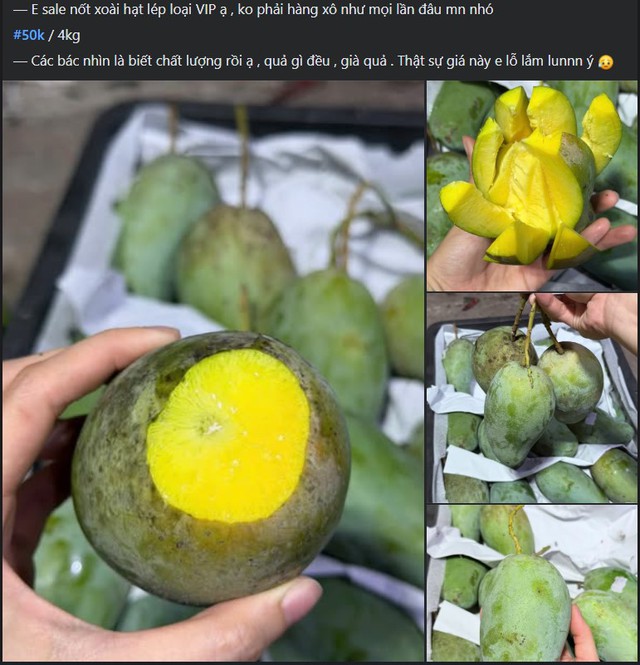 Tiểu thương lý giải xoài hạt lép ‘làm mưa làm gió’ thị trường, hàng về tới đâu tiêu thụ hết tới đó - Ảnh 3. Tiểu thương lý giải xoài hạt lép ‘làm mưa làm gió’ thị trường, hàng về tới đâu tiêu thụ hết tới đó - Ảnh 3.