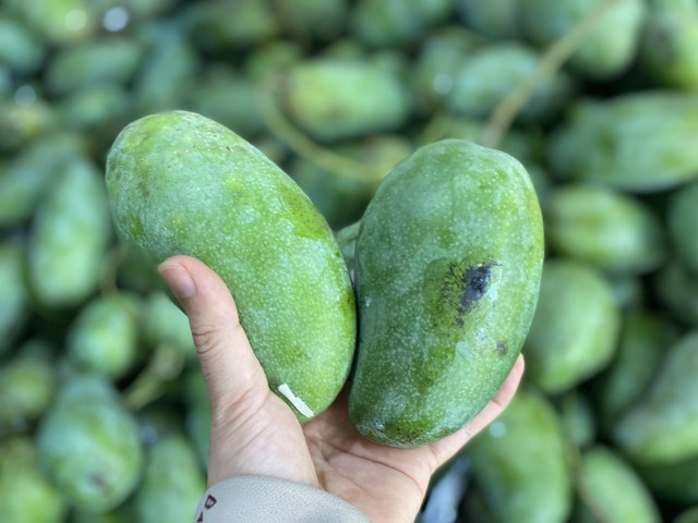 Tiểu thương lý giải xoài hạt lép ‘làm mưa làm gió’ thị trường, hàng về tới đâu tiêu thụ hết tới đó - Ảnh 5. Tiểu thương lý giải xoài hạt lép ‘làm mưa làm gió’ thị trường, hàng về tới đâu tiêu thụ hết tới đó - Ảnh 5.