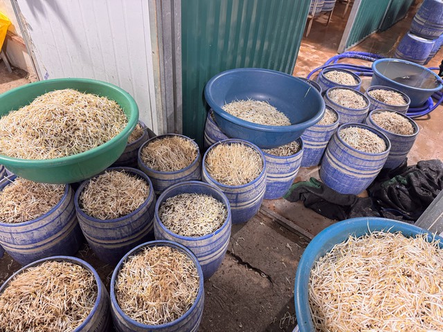 Quảng Ninh: Bắt chủ 2 cơ sở b&aacute;n 160 tấn gi&aacute; đỗ ng&acirc;m chất tăng trưởng - Ảnh 1.