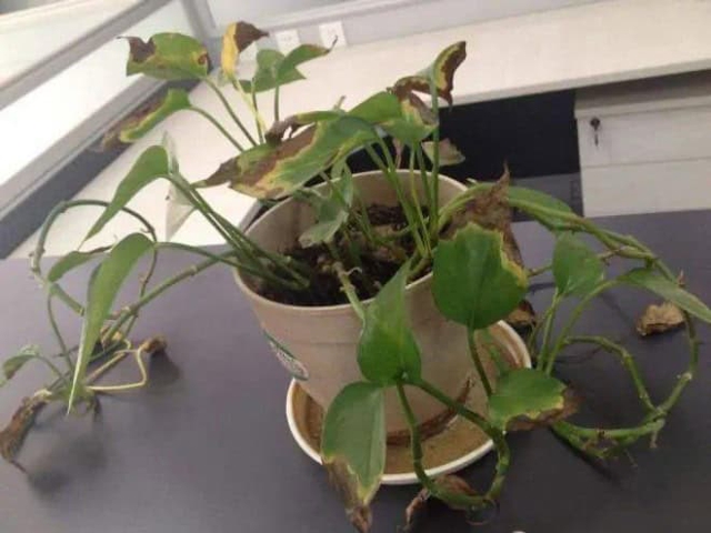 Những vật phẩm tuyệt đối kh&ocirc;ng để trong ph&ograve;ng kh&aacute;ch nếu kh&ocirc;ng muốn ảnh hưởng đến t&agrave;i lộc, sức khỏe v&agrave; vận kh&iacute; của gia chủ - Ảnh 3.