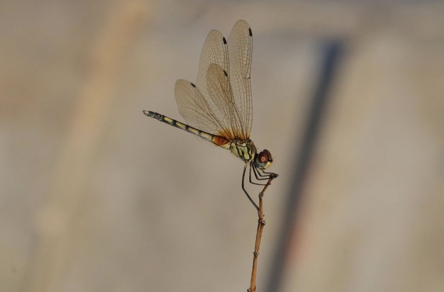 Khung giờ sinh tiết lộ mẫu phụ nữ kh&eacute;o ăn kh&eacute;o n&oacute;i, đi đến đ&acirc;u cũng tạo thiện cảm - Ảnh 1.