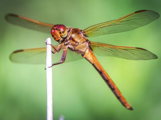 Khung giờ sinh tiết lộ mẫu phụ nữ kh&eacute;o ăn kh&eacute;o n&oacute;i, đi đến đ&acirc;u cũng tạo thiện cảm - Ảnh 3.