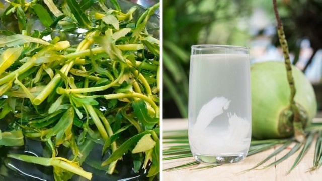 Thực hư uống rau ngổ để chữa sỏi thận - Ảnh 2.