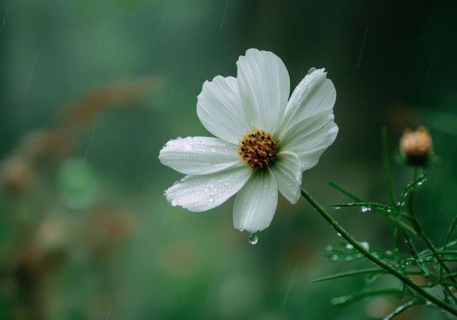 Ng&agrave;y sinh &Acirc;m lịch của người c&oacute; vận số cực tốt, c&agrave;ng về gi&agrave; c&agrave;ng ph&aacute;t t&agrave;i - Ảnh 1.