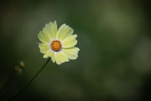 Ng&agrave;y sinh &Acirc;m lịch của người c&oacute; vận số cực tốt, c&agrave;ng về gi&agrave; c&agrave;ng ph&aacute;t t&agrave;i - Ảnh 2.