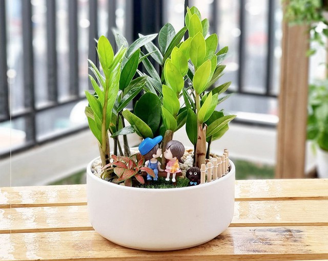 C&acirc;y kim tiền ra hoa b&aacute;o hiệu điều g&igrave;? Tuổi n&agrave;o n&ecirc;n trồng c&acirc;y kim tiền để h&uacute;t t&agrave;i lộc, c&ocirc;ng việc thăng tiến - Ảnh 2.