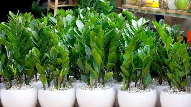 C&acirc;y kim tiền ra hoa b&aacute;o hiệu điều g&igrave;? Tuổi n&agrave;o n&ecirc;n trồng c&acirc;y kim tiền để h&uacute;t t&agrave;i lộc, c&ocirc;ng việc thăng tiến - Ảnh 1.