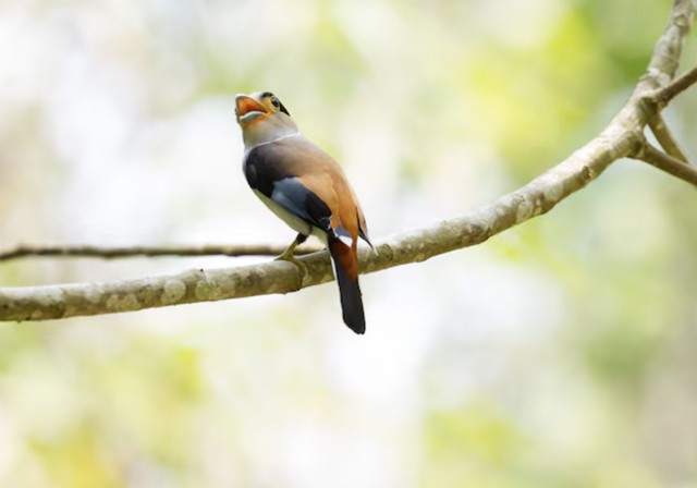 Sinh đ&uacute;ng giờ, đổi đời: Đ&acirc;y l&agrave; giờ sinh ph&uacute; qu&yacute; của từng con gi&aacute;p - Ảnh 3.