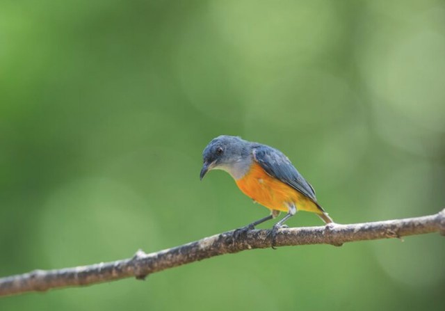 Sinh đ&uacute;ng giờ, đổi đời: Đ&acirc;y l&agrave; giờ sinh ph&uacute; qu&yacute; của từng con gi&aacute;p - Ảnh 4.