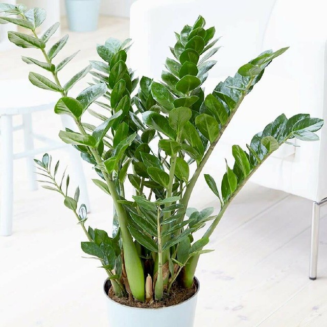 N&ecirc;n cảnh gi&aacute;c với những loại hoa đẹp nhưng c&oacute; độc tố - Ảnh 1.