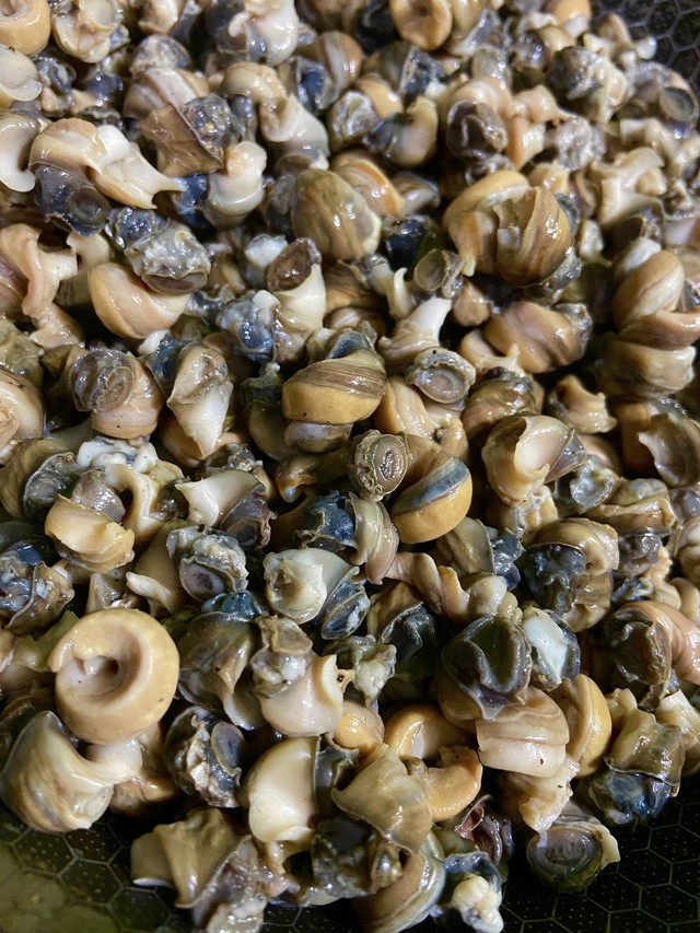 Loại hải sản gi&aacute; rẻ b&egrave;o, ng&agrave;y h&egrave; c&agrave;ng nhiều, chế biến đủ m&oacute;n ngon m&agrave; kh&ocirc;ng lo tăng c&acirc;n, tốt cho xương v&agrave; bổ m&aacute;u - Ảnh 2.