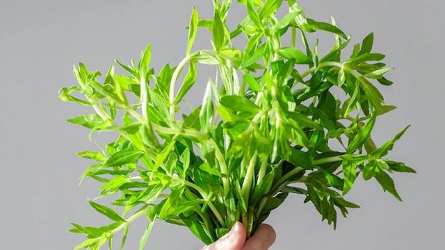 Thực hư uống rau ngổ để chữa sỏi thận - Ảnh 3.