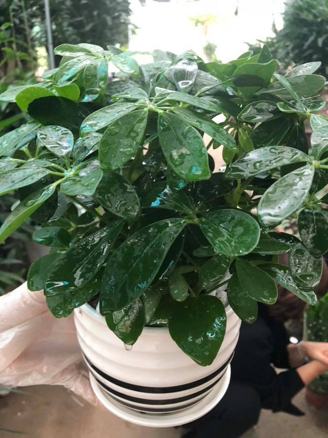 4 loại c&acirc;y đặt ph&ograve;ng kh&aacute;ch dễ trồng vừa đẹp hiện đại, vừa h&uacute;t t&agrave;i lộc ai cũng n&ecirc;n c&oacute; - Ảnh 4.