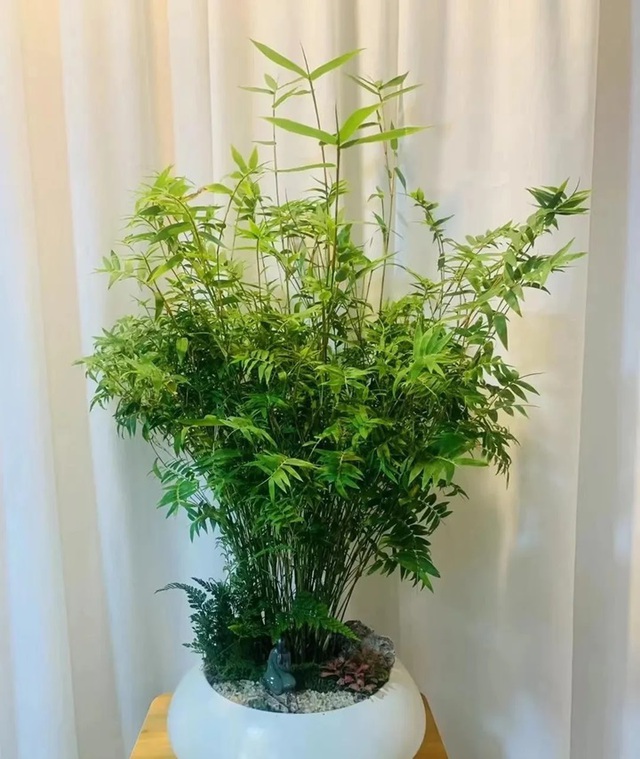 4 loại c&acirc;y đặt ph&ograve;ng kh&aacute;ch dễ trồng vừa đẹp hiện đại, vừa h&uacute;t t&agrave;i lộc ai cũng n&ecirc;n c&oacute; - Ảnh 3.