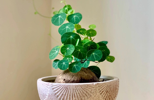 4 loại c&acirc;y đặt ph&ograve;ng kh&aacute;ch dễ trồng vừa đẹp hiện đại, vừa h&uacute;t t&agrave;i lộc ai cũng n&ecirc;n c&oacute; - Ảnh 2.