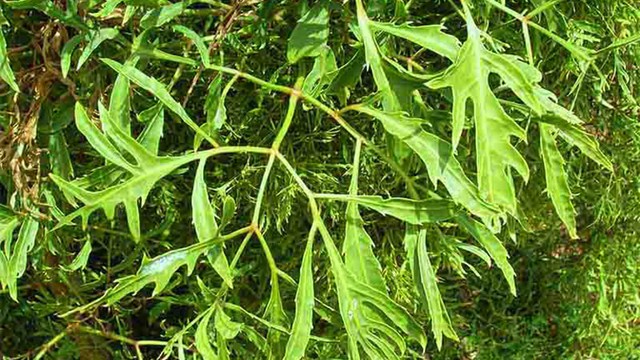C&aacute;ch d&ugrave;ng c&acirc;y c&uacute;c tần trị sỏi thận an to&agrave;n, hiệu quả, được nhiều người &aacute;p dụng - Ảnh 3.