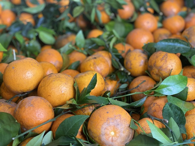 Qu&yacute;t sim cuối vụ ngọt lịm, vỏ mỏng d&iacute;nh, gi&aacute; rẻ, tiểu thương nhập h&agrave;ng li&ecirc;n tục b&aacute;n kh&ocirc;ng nghỉ tay - Ảnh 3.