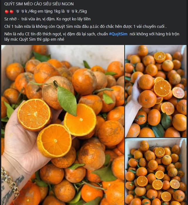 Qu&yacute;t sim cuối vụ ngọt lịm, vỏ mỏng d&iacute;nh, gi&aacute; rẻ, tiểu thương nhập h&agrave;ng li&ecirc;n tục b&aacute;n kh&ocirc;ng nghỉ tay - Ảnh 4.