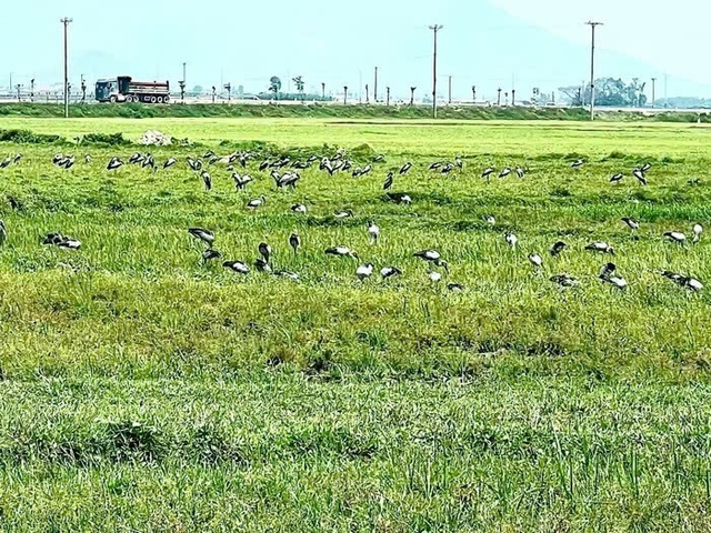Đ&agrave;n chim qu&yacute; hiếm h&agrave;ng trăm con xuất hiện tại H&agrave; Tĩnh - Ảnh 1.