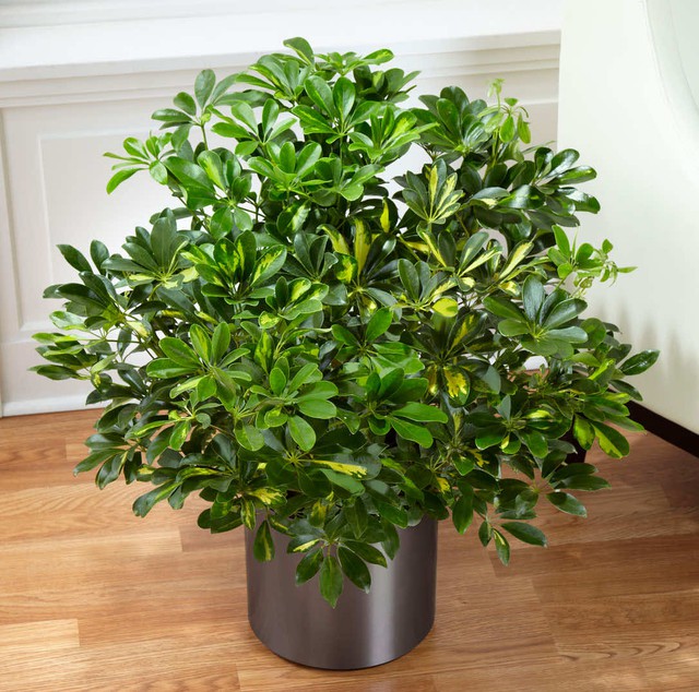 Người mệnh Thủy để c&acirc;y g&igrave; tr&ecirc;n b&agrave;n khơi th&ocirc;ng d&ograve;ng chảy t&agrave;i lộc - Ảnh 3.