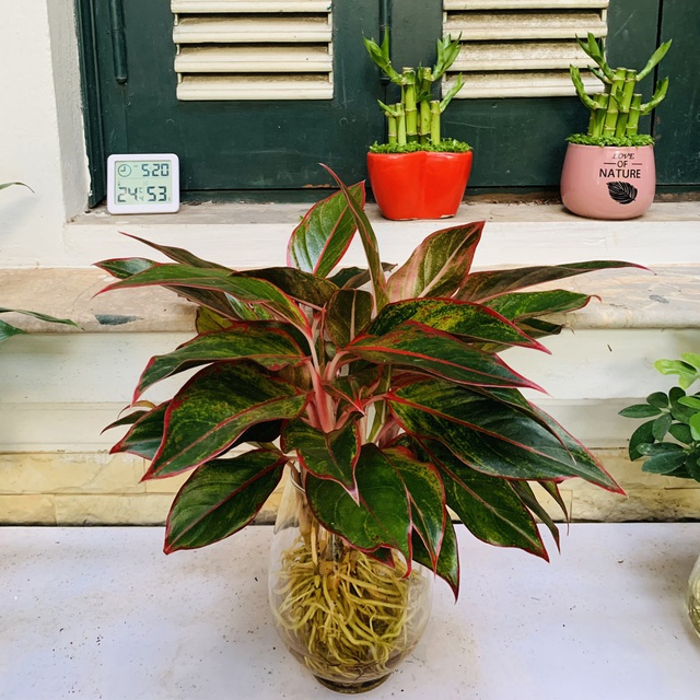 Người mệnh sau n&ecirc;n trồng c&acirc;y n&agrave;y gi&uacute;p tăng cường vượng kh&iacute;, mang lại may mắn v&agrave; t&agrave;i lộc - Ảnh 2.