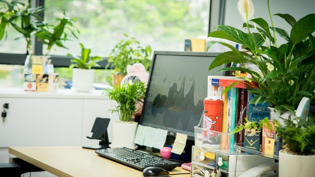 Người mệnh Thủy để c&acirc;y g&igrave; tr&ecirc;n b&agrave;n khơi th&ocirc;ng d&ograve;ng chảy t&agrave;i lộc - Ảnh 4.