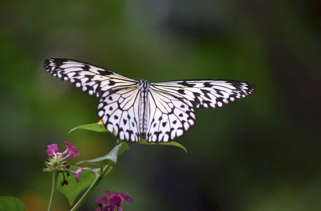 C&agrave;ng kh&oacute; khăn c&agrave;ng bật l&ecirc;n mạnh mẽ: 4 ng&agrave;y sinh &Acirc;m lịch định sẵn hậu vận gi&agrave;u sang - Ảnh 1.
