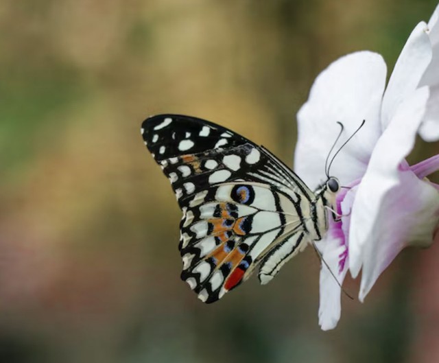 C&agrave;ng kh&oacute; khăn c&agrave;ng bật l&ecirc;n mạnh mẽ: 4 ng&agrave;y sinh &Acirc;m lịch định sẵn hậu vận gi&agrave;u sang - Ảnh 2.
