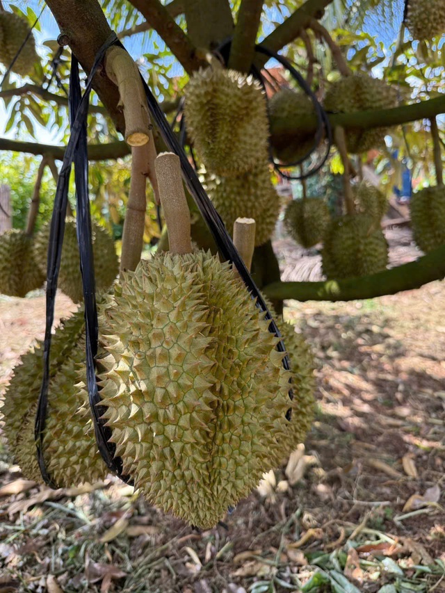 Loại quả được v&iacute; l&agrave; &lsquo;vua tr&aacute;i c&acirc;y&rsquo; của Việt Nam hương vị thơm ngon kh&oacute; cưỡng, c&oacute; gi&aacute; trị xuất khẩu l&ecirc;n tới cả tỷ USD - Ảnh 5.