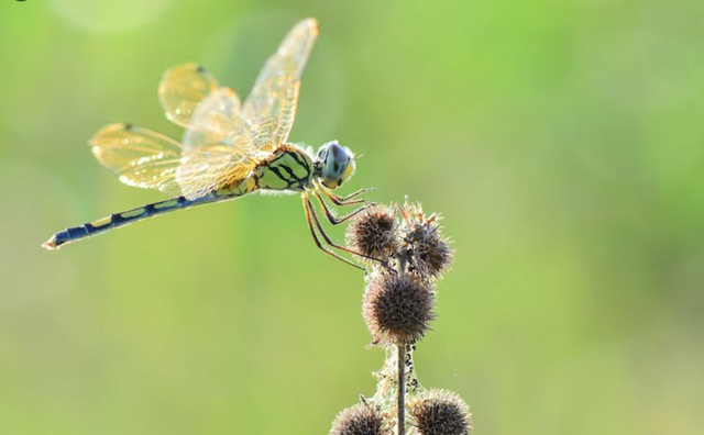 Th&aacute;ng sinh &Acirc;m lịch của người đi đến đ&acirc;u được qu&yacute; đến đ&oacute; - Ảnh 1.