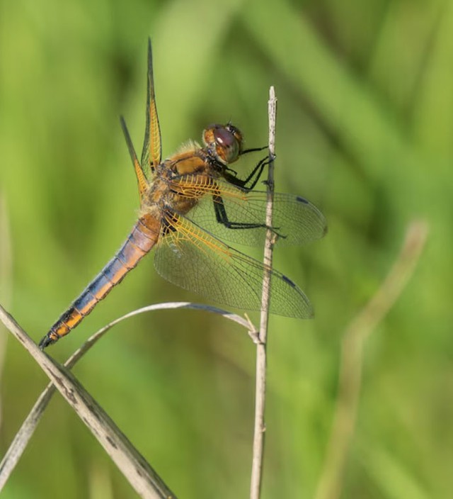 Th&aacute;ng sinh &Acirc;m lịch của người đi đến đ&acirc;u được qu&yacute; đến đ&oacute; - Ảnh 2.