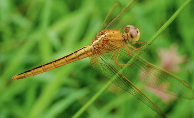 Th&aacute;ng sinh &Acirc;m lịch của người đi đến đ&acirc;u được qu&yacute; đến đ&oacute; - Ảnh 3.