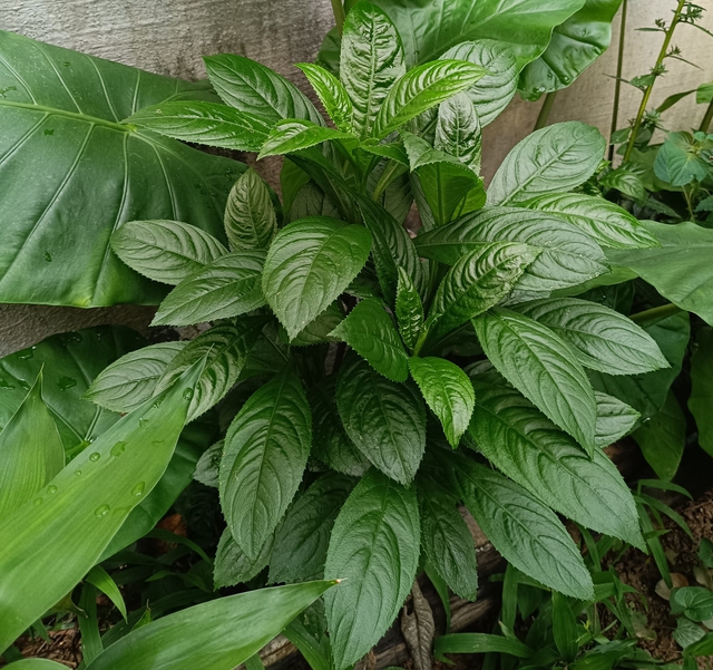 Loại l&aacute; mọc dại trong vườn nh&agrave;, thơm hơn chả l&aacute; lốt, hỗ trợ sức khỏe xương khớp cho người tuổi trung ni&ecirc;n - Ảnh 3.