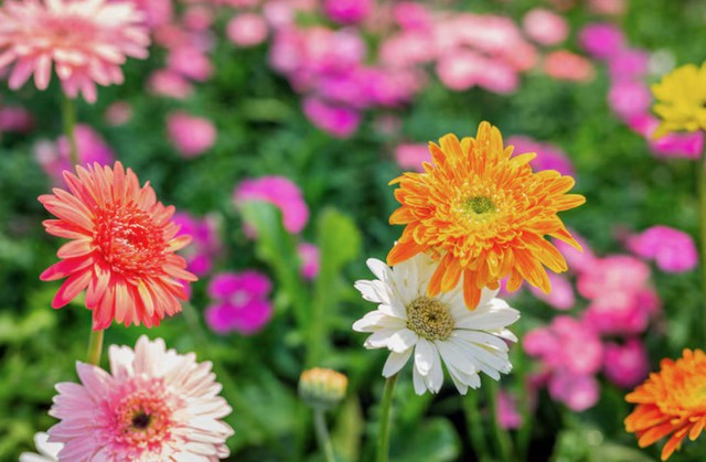 4 tháng sinh Âm lịch mang số mệnh bình an: Càng sống càng hưởng phúc - Ảnh 1. 4 tháng sinh Âm lịch mang số mệnh bình an: Càng sống càng hưởng phúc - Ảnh 1.