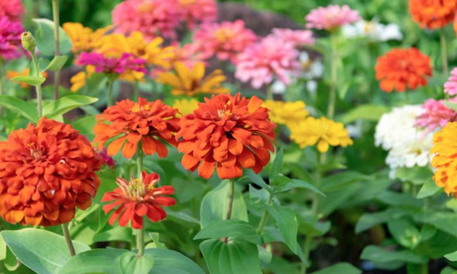 4 tháng sinh Âm lịch mang số mệnh bình an: Càng sống càng hưởng phúc - Ảnh 2. 4 tháng sinh Âm lịch mang số mệnh bình an: Càng sống càng hưởng phúc - Ảnh 2.