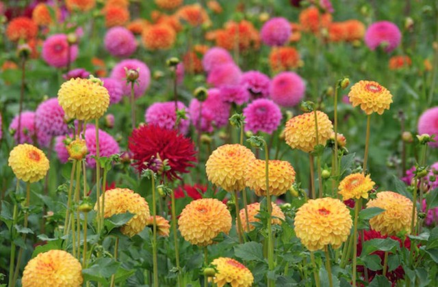 4 tháng sinh Âm lịch mang số mệnh bình an: Càng sống càng hưởng phúc - Ảnh 3. 4 tháng sinh Âm lịch mang số mệnh bình an: Càng sống càng hưởng phúc - Ảnh 3.