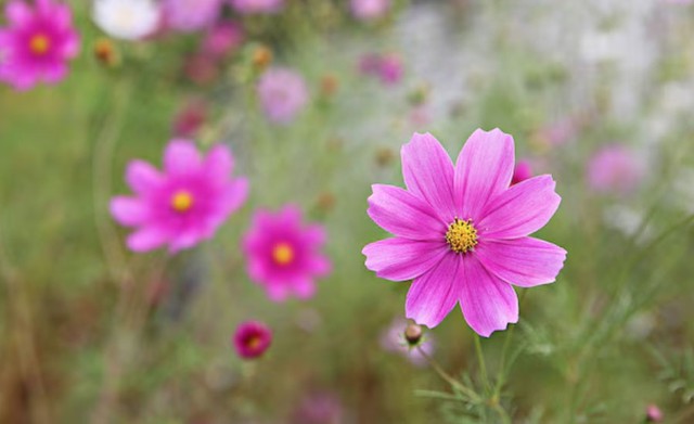 4 tháng sinh Âm lịch mang số mệnh bình an: Càng sống càng hưởng phúc - Ảnh 4. 4 tháng sinh Âm lịch mang số mệnh bình an: Càng sống càng hưởng phúc - Ảnh 4.