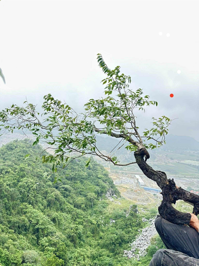 Cảnh b&aacute;o nguy cơ vi phạm ph&aacute;p luật từ &lsquo;cơn sốt&rsquo; săn l&ugrave;ng c&acirc;y muội hồng - Ảnh 1.