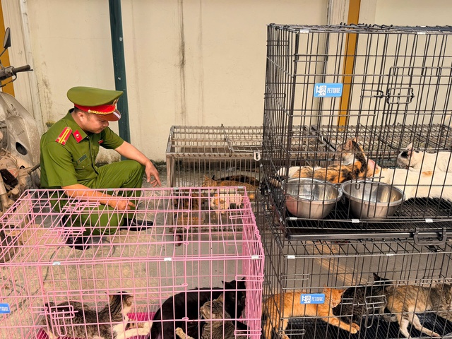 Triệt ph&aacute; nh&oacute;m trộm m&egrave;o tại H&agrave; Nội: H&agrave;nh vi phạm ph&aacute;p g&acirc;y bức x&uacute;c trong dư luận - Ảnh 1.