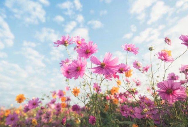 Giờ sinh Âm lịch của người phụ nữ sống nhẹ nhàng: Ít thị phi, nhiều phúc lộc - Ảnh 3. Giờ sinh Âm lịch của người phụ nữ sống nhẹ nhàng: Ít thị phi, nhiều phúc lộc - Ảnh 3.